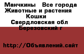 Манчкины - Все города Животные и растения » Кошки   . Свердловская обл.,Березовский г.